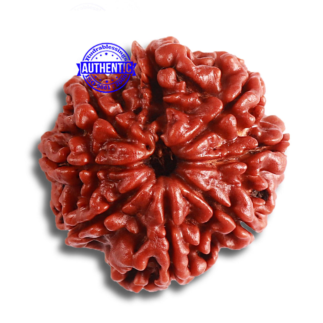 8 Mukhi Nepalese Rudraksha - Bead No. 347