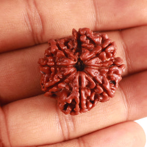 8 Mukhi Nepalese Rudraksha - Bead No. 347