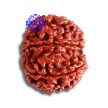 Load image into Gallery viewer, 8 Mukhi Nepalese Rudraksha - Bead No. 347
