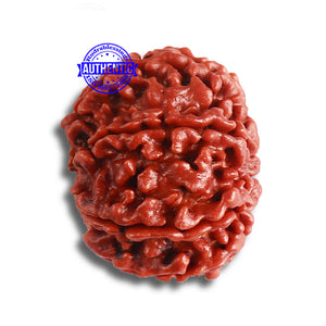 8 Mukhi Nepalese Rudraksha - Bead No. 347