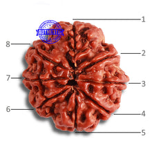 Load image into Gallery viewer, 8 Mukhi Nepalese Rudraksha - Bead No. 348
