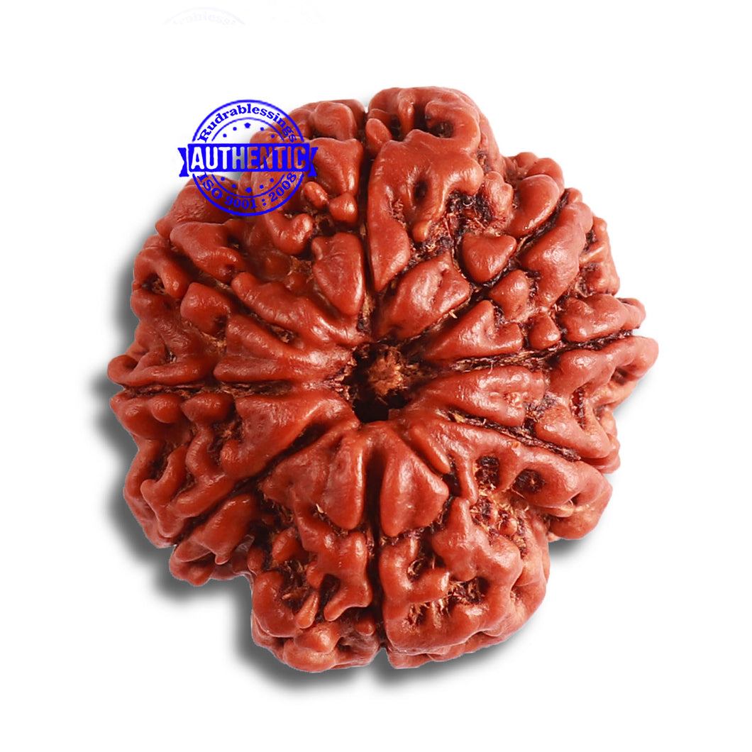 8 Mukhi Nepalese Rudraksha - Bead No. 348