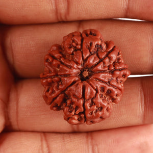 8 Mukhi Nepalese Rudraksha - Bead No. 348