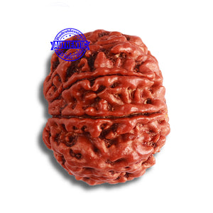 8 Mukhi Nepalese Rudraksha - Bead No. 348