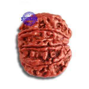 8 Mukhi Nepalese Rudraksha - Bead No. 348