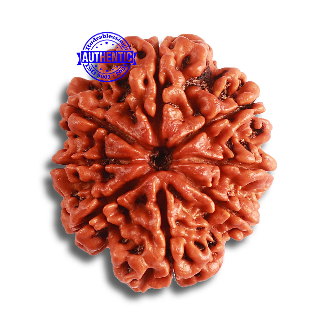 8 Mukhi Nepalese Rudraksha - Bead No. 349