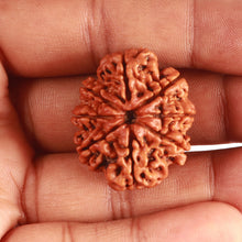 Load image into Gallery viewer, 8 Mukhi Nepalese Rudraksha - Bead No. 349
