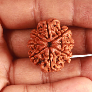 8 Mukhi Nepalese Rudraksha - Bead No. 349