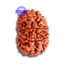 Load image into Gallery viewer, 8 Mukhi Nepalese Rudraksha - Bead No. 349
