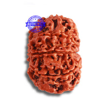 Load image into Gallery viewer, 8 Mukhi Nepalese Rudraksha - Bead No. 349
