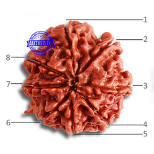 Load image into Gallery viewer, 8 Mukhi Nepalese Ganesha Rudraksha - Bead No. 350
