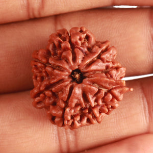 8 Mukhi Nepalese Ganesha Rudraksha - Bead No. 350