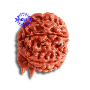 8 Mukhi Nepalese Ganesha Rudraksha - Bead No. 350