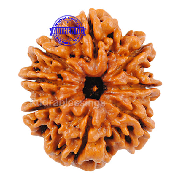 8 Mukhi Nepalese Rudraksha - Bead No. 3