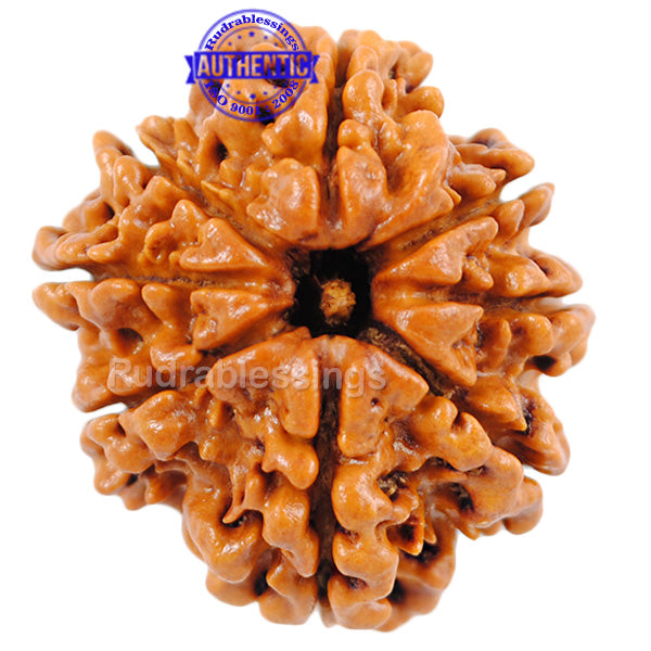 8 Mukhi Nepalese Rudraksha - Bead No. 4