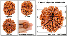 Load image into Gallery viewer, 8 Mukhi Nepalese Rudraksha - Bead No. 5
