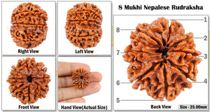 8 Mukhi Nepalese Rudraksha - Bead No. 5