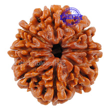 Load image into Gallery viewer, 8 Mukhi Nepalese Rudraksha - Bead No. 5
