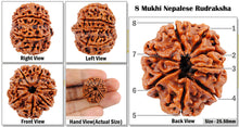 Load image into Gallery viewer, 8 Mukhi Nepalese Rudraksha - Bead No. 33
