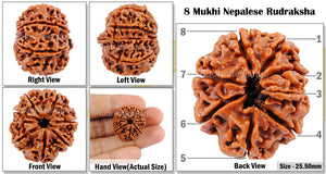 8 Mukhi Nepalese Rudraksha - Bead No. 33