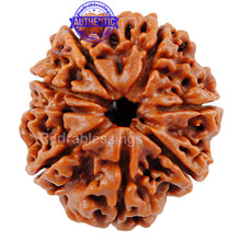 Load image into Gallery viewer, 8 Mukhi Nepalese Rudraksha - Bead No. 33
