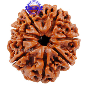 8 Mukhi Nepalese Rudraksha - Bead No. 33