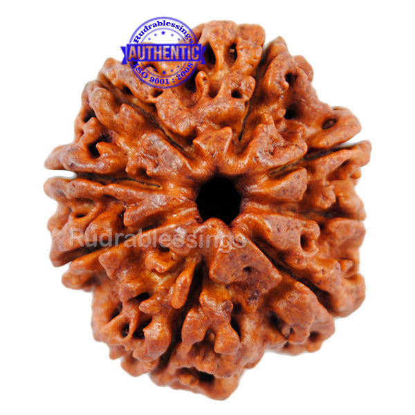 8 Mukhi Nepalese Rudraksha - Bead No. 34