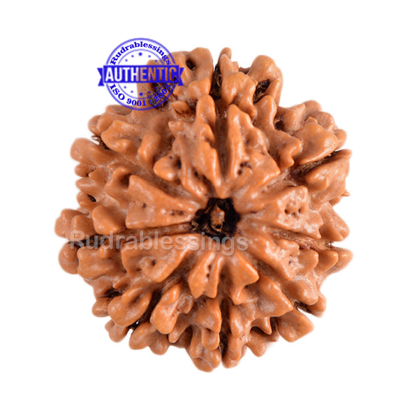 8 Mukhi Nepalese Rudraksha - Bead No. 133