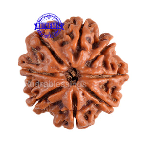 8 Mukhi Nepalese Rudraksha - Bead No. 135