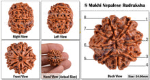 Load image into Gallery viewer, 8 Mukhi Nepalese Rudraksha - Bead No. 135
