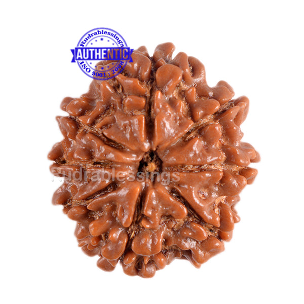 8 Mukhi Nepalese Rudraksha - Bead No. 137