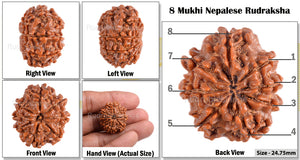 8 Mukhi Nepalese Rudraksha - Bead No. 137