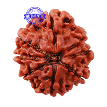 Load image into Gallery viewer, 8 Mukhi Nepalese Rudraksha - Bead No. 138
