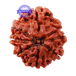 8 Mukhi Nepalese Rudraksha - Bead No. 138