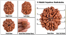 Load image into Gallery viewer, 8 Mukhi Nepalese Rudraksha - Bead No. 138
