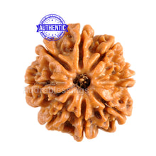 Load image into Gallery viewer, 8 Mukhi Nepalese Rudraksha - Bead No. 13
