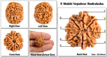 Load image into Gallery viewer, 8 Mukhi Nepalese Rudraksha - Bead No. 13
