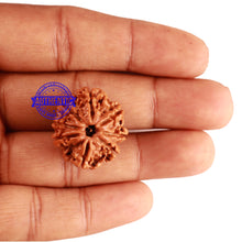 Load image into Gallery viewer, 8 Mukhi Nepalese Rudraksha - Bead No. 159
