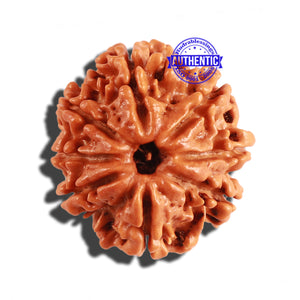 8 Mukhi Nepalese Rudraksha - Bead No. 159