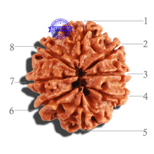 Load image into Gallery viewer, 8 Mukhi Nepalese Rudraksha - Bead No. 159
