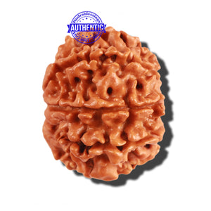 8 Mukhi Nepalese Rudraksha - Bead No. 159