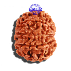 8 Mukhi Nepalese Rudraksha - Bead No. 159