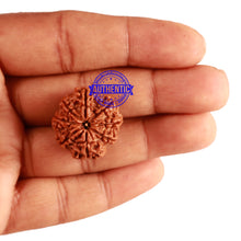 Load image into Gallery viewer, 8 Mukhi Nepalese Rudraksha - Bead No. 191
