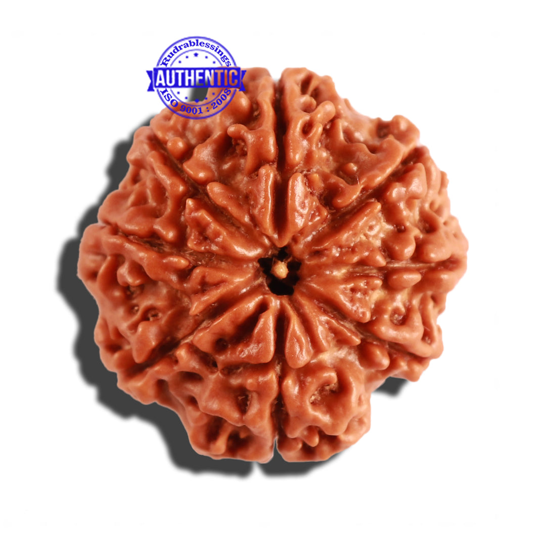 8 Mukhi Nepalese Rudraksha - Bead No. 191