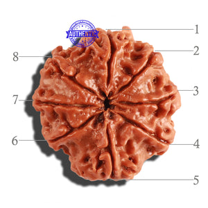 8 Mukhi Nepalese Rudraksha - Bead No. 191