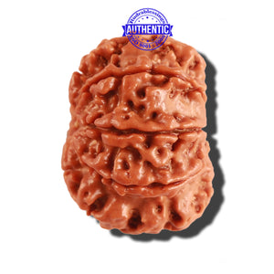 8 Mukhi Nepalese Rudraksha - Bead No. 191