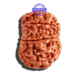 8 Mukhi Nepalese Rudraksha - Bead No. 191