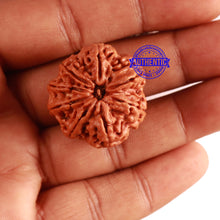 Load image into Gallery viewer, 8 Mukhi Nepalese Rudraksha - Bead No. 266
