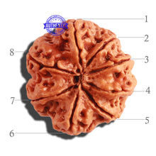 Load image into Gallery viewer, 8 Mukhi Nepalese Rudraksha - Bead No. 266
