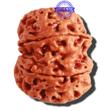 Load image into Gallery viewer, 8 Mukhi Nepalese Rudraksha - Bead No. 266
